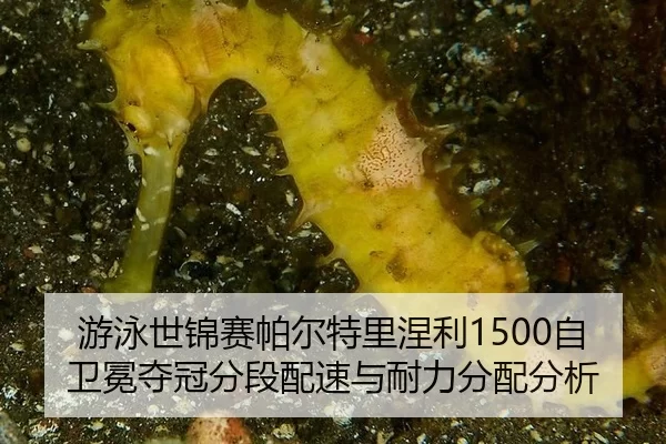 游泳世锦赛帕尔特里涅利1500自卫冕夺冠分段配速与耐力分配分析